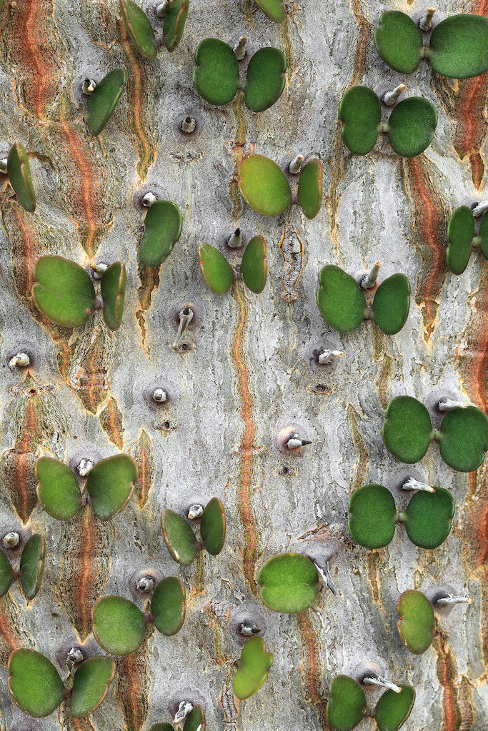 <strong><em>Alluaudia ascendens</em></strong> (Songo - Madagascar)