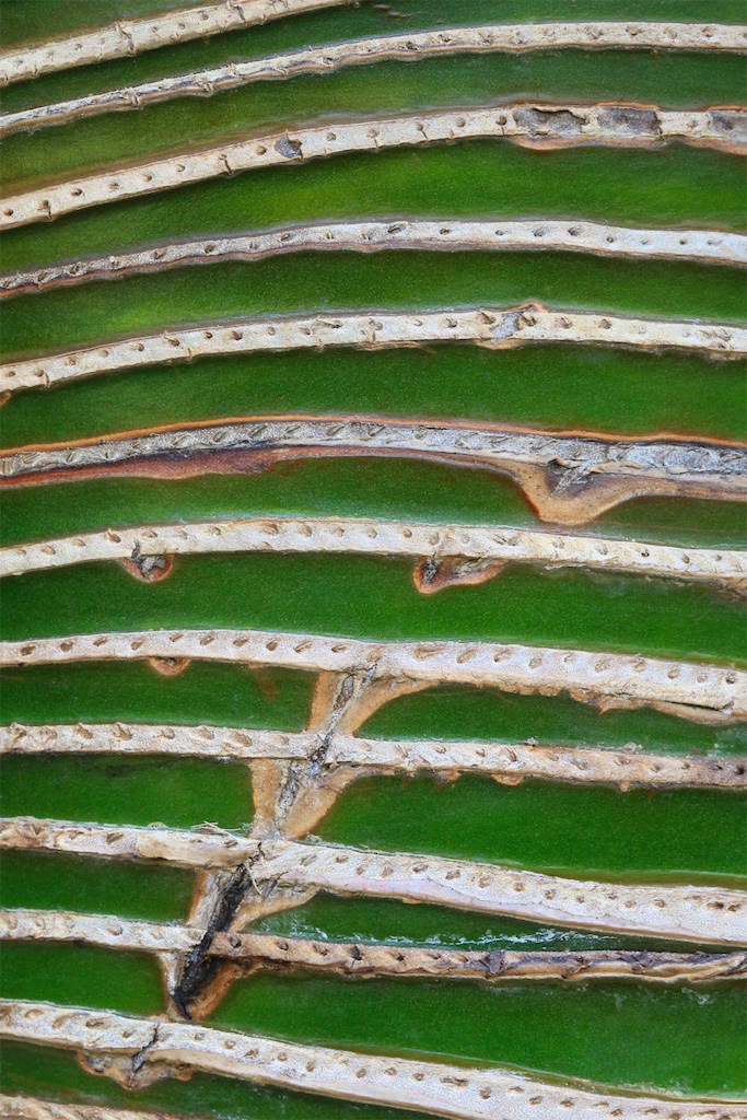 <strong><em>Pandanus utilis</em></strong> (Vacoa – Madagascar)