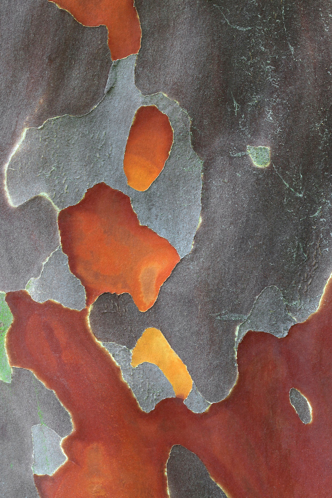<strong><em>Lagerstroemia fauriei</em></strong> (Lagerstroemia de Faure – Japon)