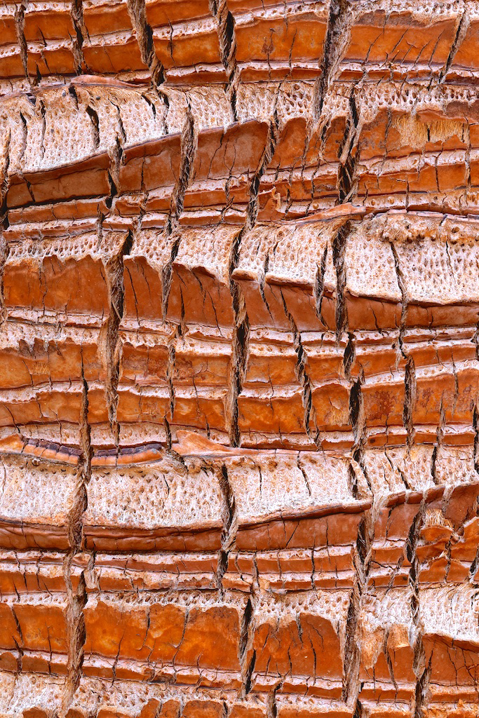 <strong><em>Livistona fulva</em></strong> (Latanier fauve - Australie)