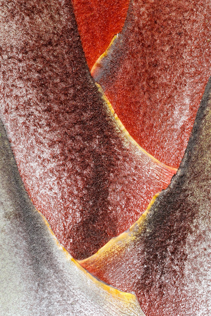 <strong><em>Chrysalidocarpus decaryi</em></strong> (Palmier trièdre – Madagascar)