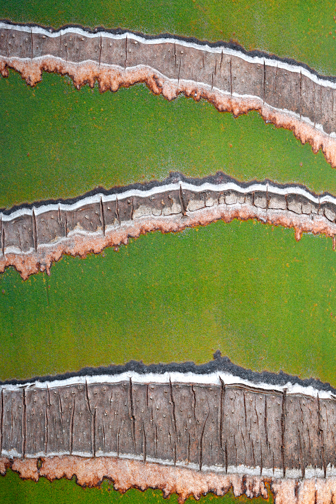 <strong><em>Acanthophoenix rousselii</em></strong> (Palmiste de Roussel – Réunion)