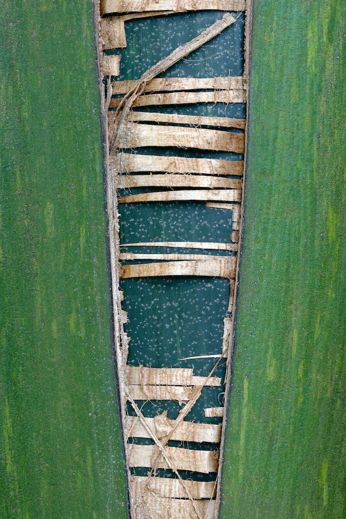 <strong><em>Chambeyronia macrocarpa</em></strong> var. <strong><em>flavopicta</em></strong> (Palmier de Chambeyron, forme 'peau de pastèque' – Nouvelle-Calédonie)