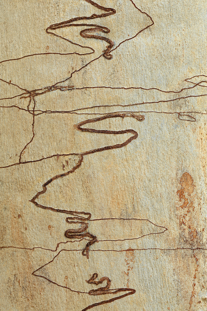 <strong><em>Eucalyptus rossii</em></strong> (Eucalyptus à gribouillages – Australie)