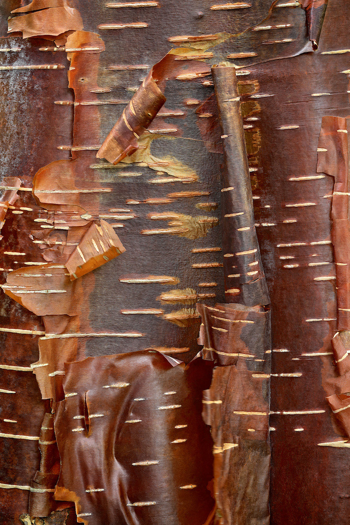 <strong><em>Betula utilis</em></strong> 'Wakehurst Chocolate' (Bouleau chocolat – UK)