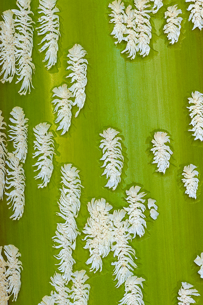 <strong><em>Chrysalidocarpus mananjarensis</em></strong> (Palmier de Mananjary - Madagascar)