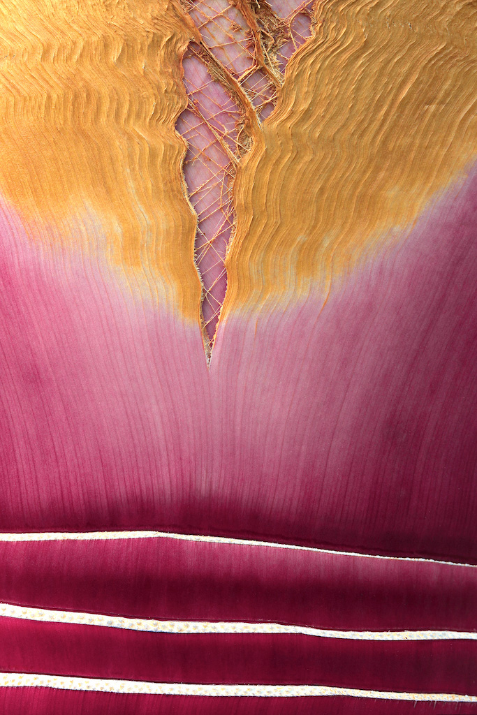 <strong><em>Washingtonia robusta</em></strong> (Washingtonia mexicain - Mexique)