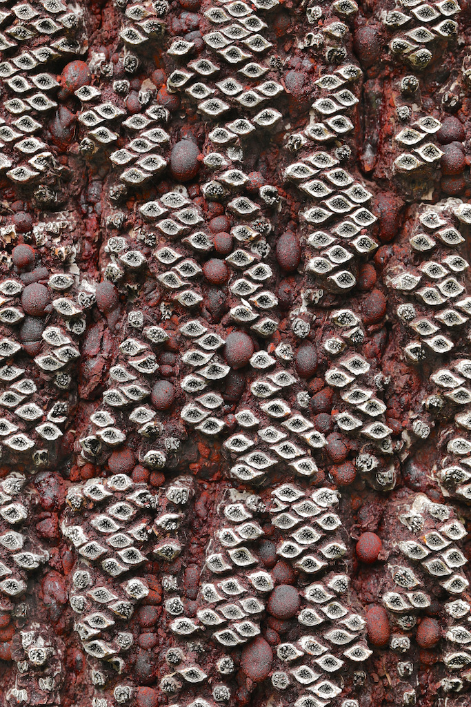 <strong><em>Xanthorrhoea malacophylla</em></strong> (Arbre en herbe - Australie)