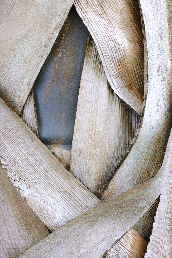 <strong><em>Hyophorbe verschaffeltii</em></strong> (Palmier bouteille – Rodrigues)