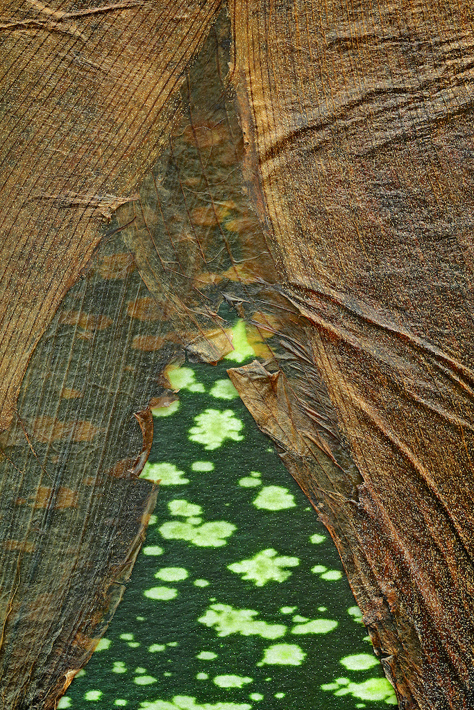 <strong><em>Amorphophallus titanum</em></strong> (Arum titan – Indonésie)