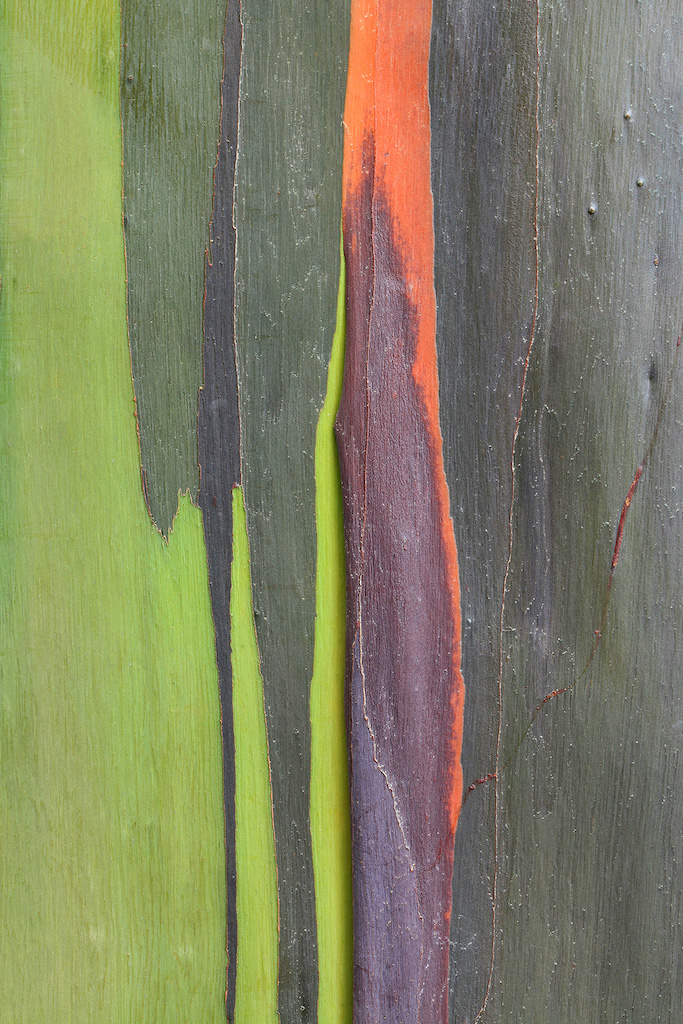 <strong><em>Eucalyptus deglupta</em></strong> (Eucalyptus arc-en-ciel – Hawaii)