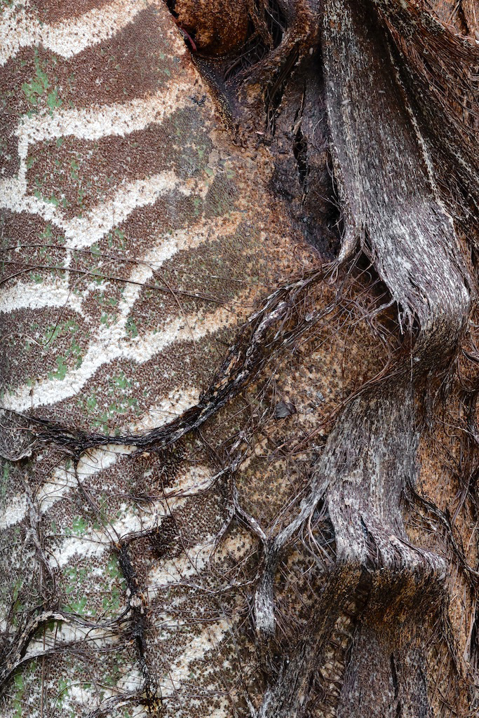 <strong><em>Caryota zebrina</em></strong> (Caryote zébrée - Papouasie-Nouvelle-Guinée)