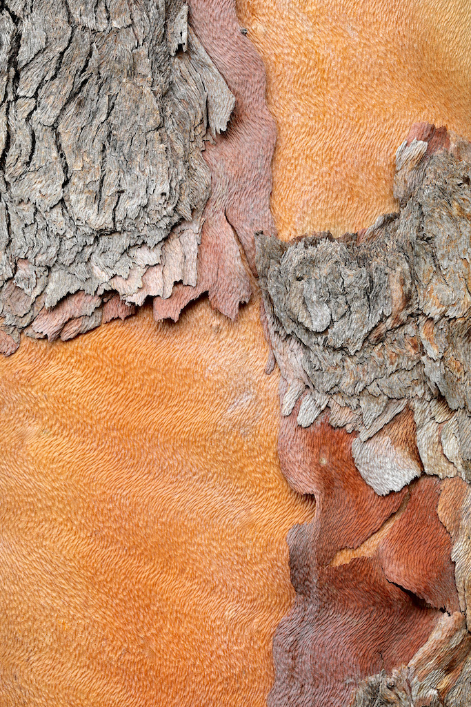 <strong><em>Lophostemon conforteus</em></strong> (Queensland box – Australie)