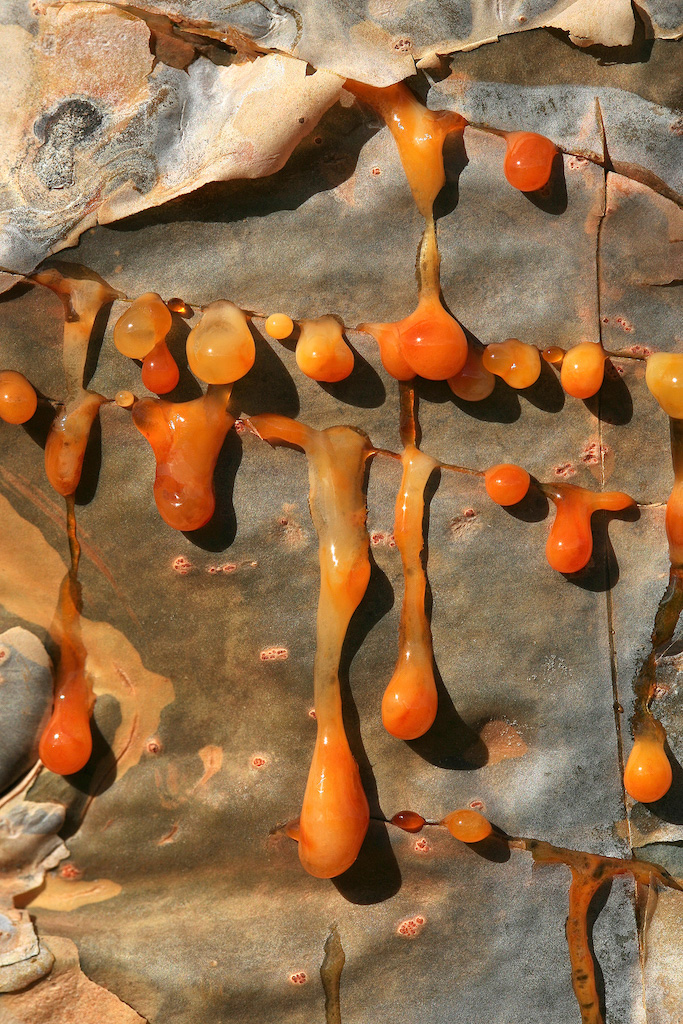 <strong><em>Boswellia elongata</em></strong> (Arbre à encens – ile de Socotra/Yémen)