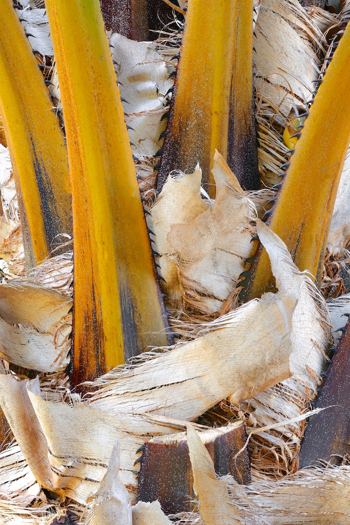 <strong><em>Livistona drudei</em></strong> (Latanie de Drude - Australie)