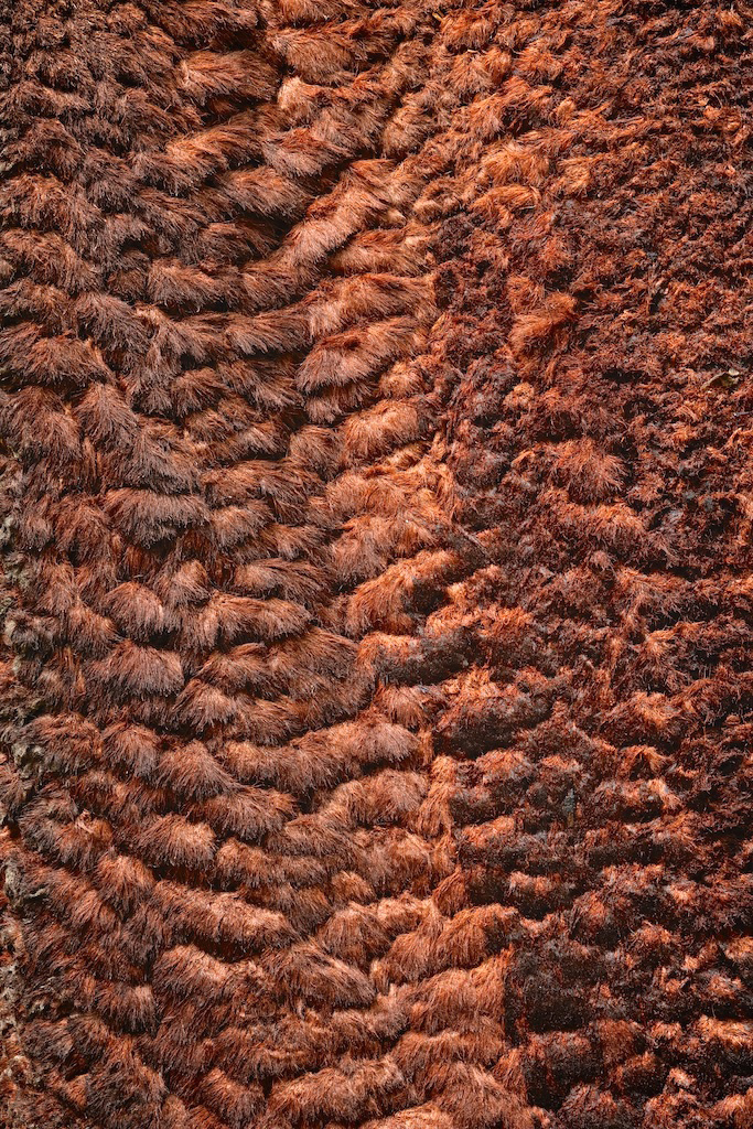 <strong><em>Chrysalidocarpus lastellianus</em></strong> (Palmier de Lastelle - Madagascar)
