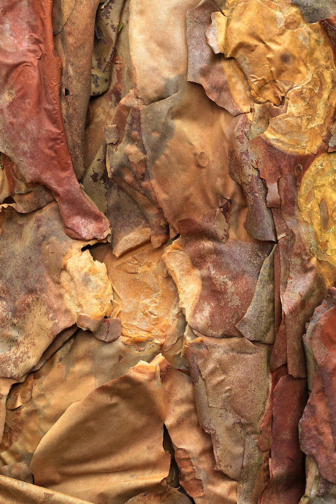 <strong><em>Polylepis australis</em></strong> (Tabaquillo – Argentine)