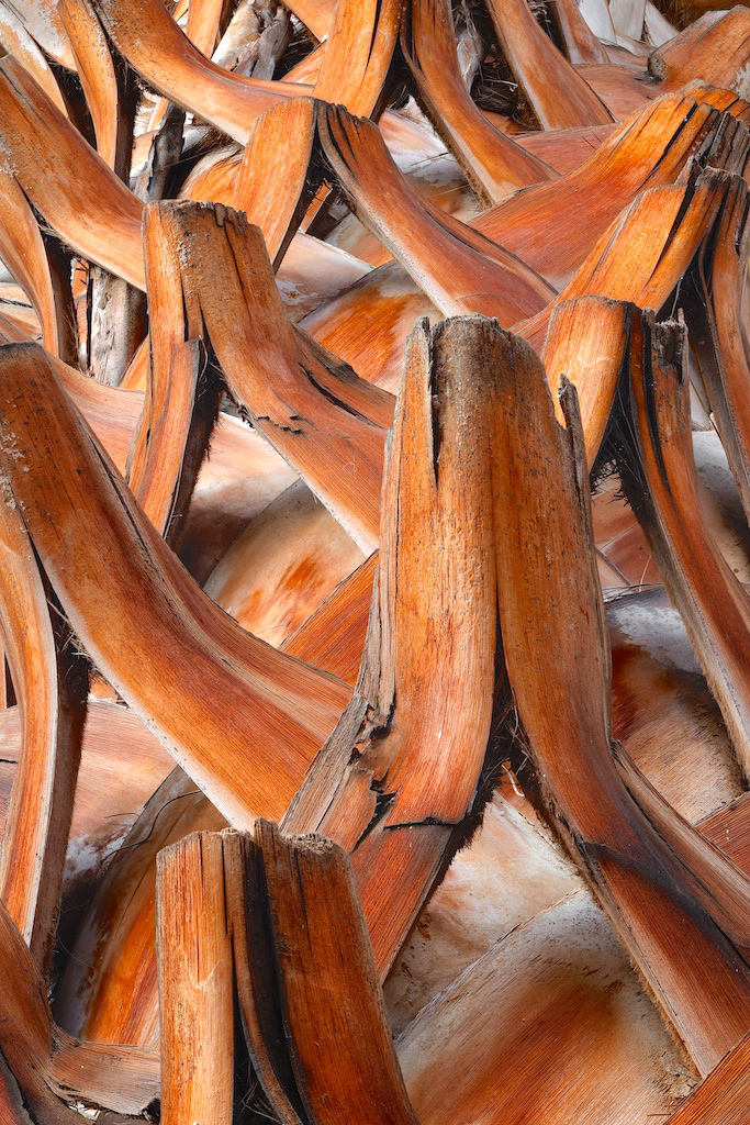 <strong><em>Sabal palmetto</em></strong> (Palmetto – USA)