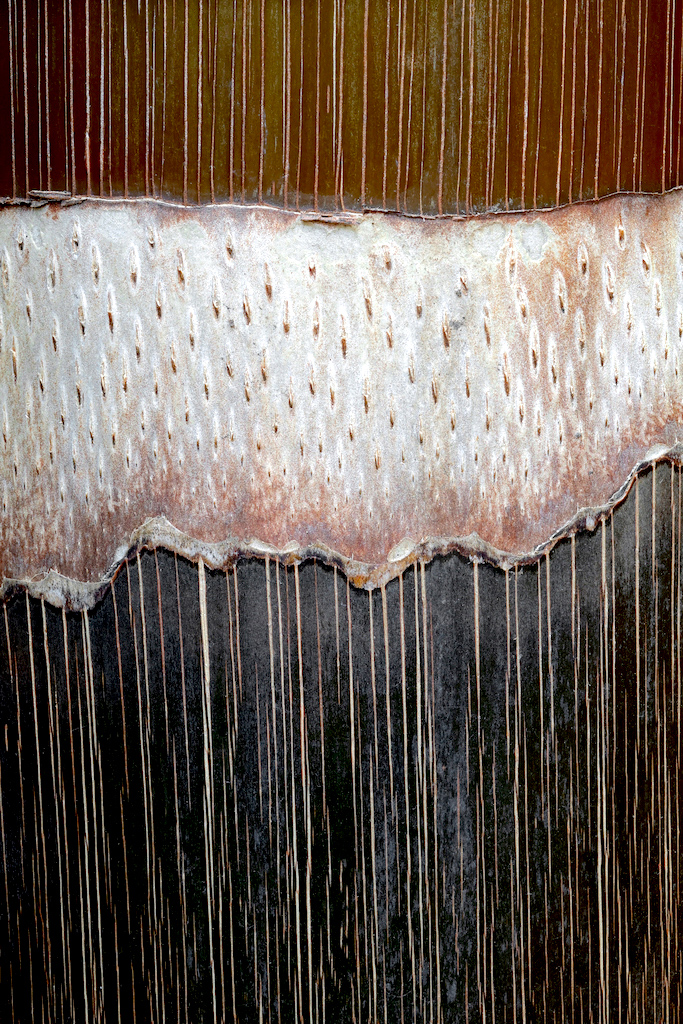 <strong><em>Roystonea regia</em></strong> (Palmier royal de Cuba – Cuba)