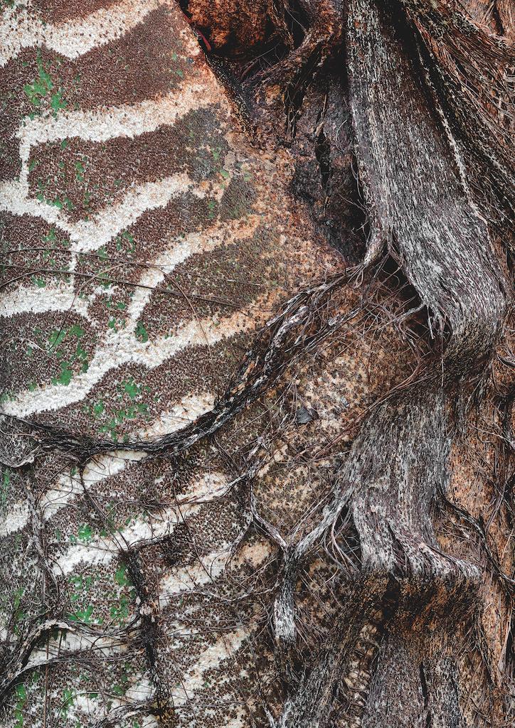 Poster d’écorce de Caryota zebrina — visuel A4