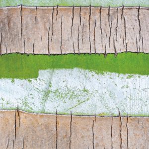 Poster d’écorce de Chrysalidocarpus prestoniana — visuel A4