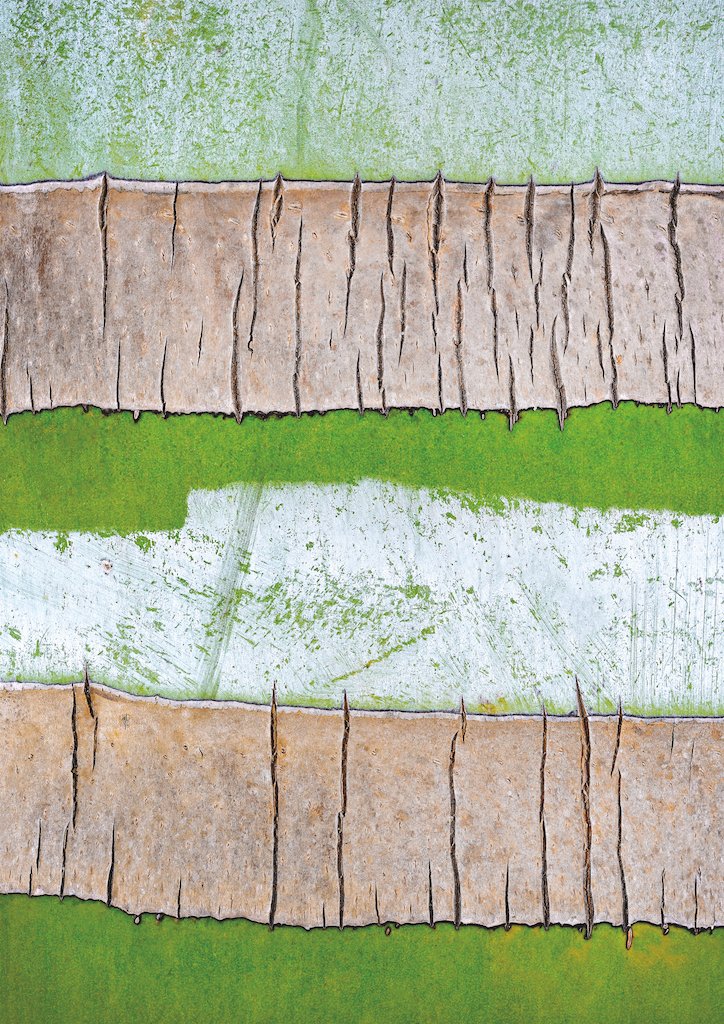 Poster d’écorce de Chrysalidocarpus prestoniana — visuel A4